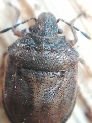 Podops inunctus