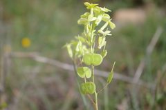 Biscutella auriculata