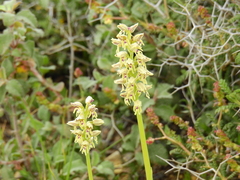Orchis galilaea