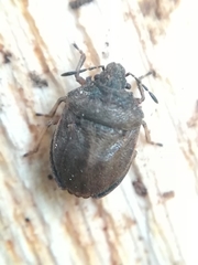 Podops inunctus