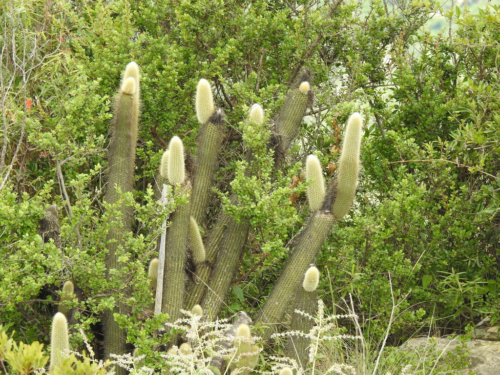 Cleistocactus tominensis