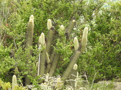 Cleistocactus tominensis