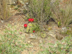 Lobivia cinnabarina
