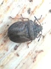 Podops inunctus