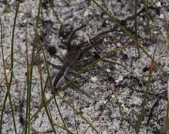 Solpugidae