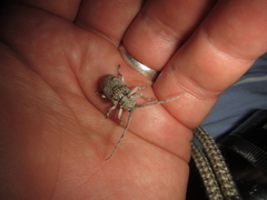Crossotus stypticus