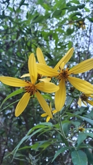 Bidens segetum