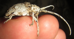 Crossotus stypticus