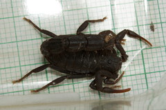 Parabuthus transvaalicus