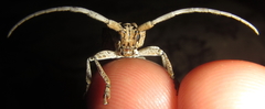 Crossotus stypticus