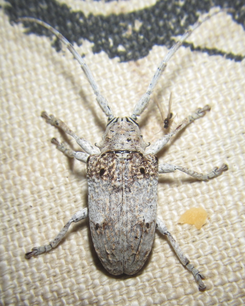 Crossotus stypticus