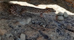 Pachydactylus oculatus