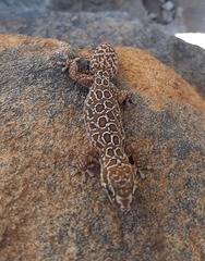 Pachydactylus oculatus