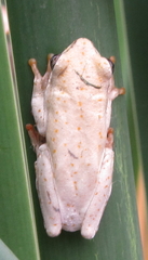 Hyperolius marmoratus taeniatus