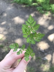 Anthriscus cerefolium