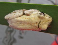 Hyperolius marmoratus taeniatus