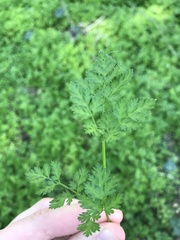 Anthriscus cerefolium