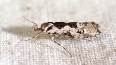 Ypsolopha sequella