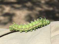 Syssphinx albolineata