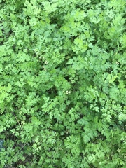 Anthriscus cerefolium