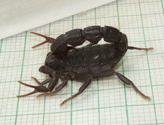 Parabuthus transvaalicus