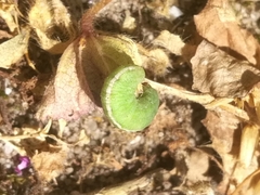 Hyperinae