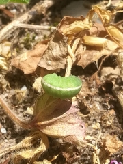 Hyperinae