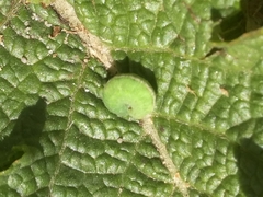 Hyperinae