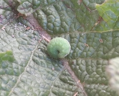 Hyperinae