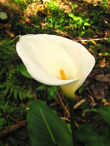 LIS CALLA｜“IN HER GREATEST YEARS” ?height=1920&quality=80&