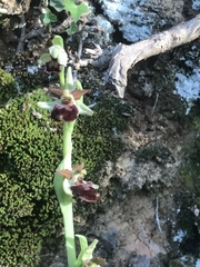 Ophrys sphegodes massiliensis