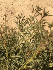 Cleome amblyocarpa