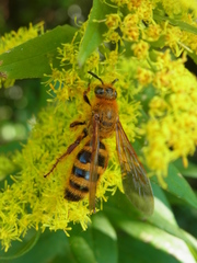 Megacampsomeris mojiensis