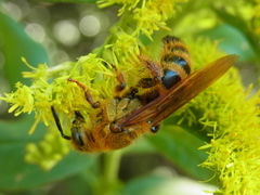 Megacampsomeris mojiensis