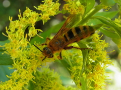 Megacampsomeris mojiensis
