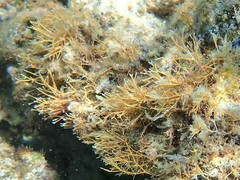 Amphiroa fragilissima