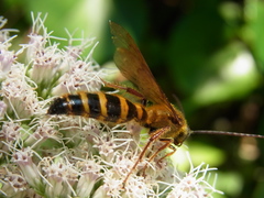 Megacampsomeris mojiensis