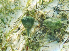 Penicillus dumetosus