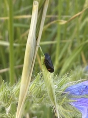 Cercopis septemmaculata