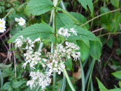 Eupatorium makinoi