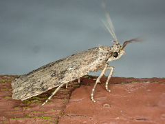 Agonopterix heracliana