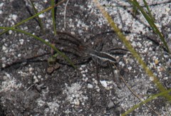 Solpugidae