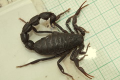 Parabuthus transvaalicus