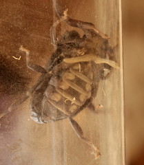 Parabuthus transvaalicus