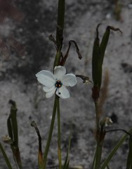 Aristea cantharophila