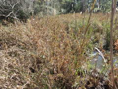 Dichanthelium scabriusculum