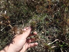 Dichanthelium scabriusculum