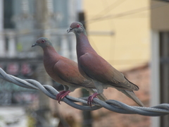 Patagioenas cayennensis