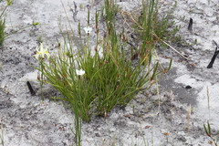 Aristea cantharophila