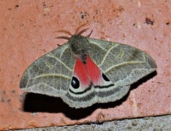 Austrolippa cruenta